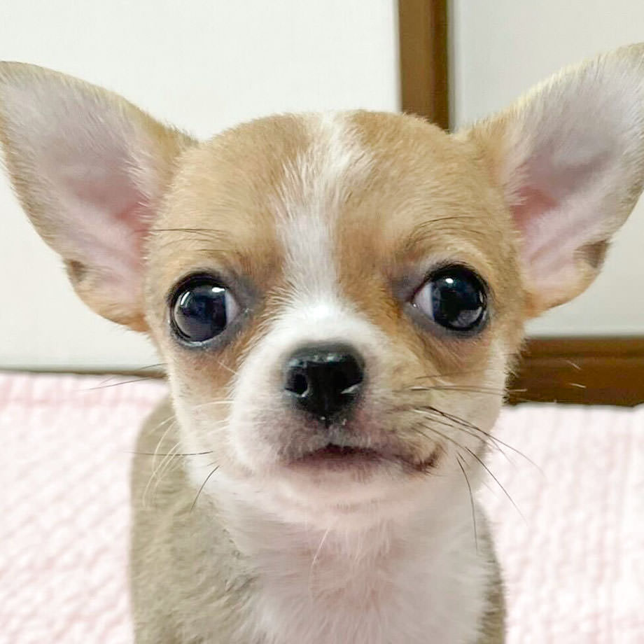 チワワの子犬なら チワワブリーダー専門サイト チワワnowa 垂れ目が可愛いレッド ホワイトの女の子