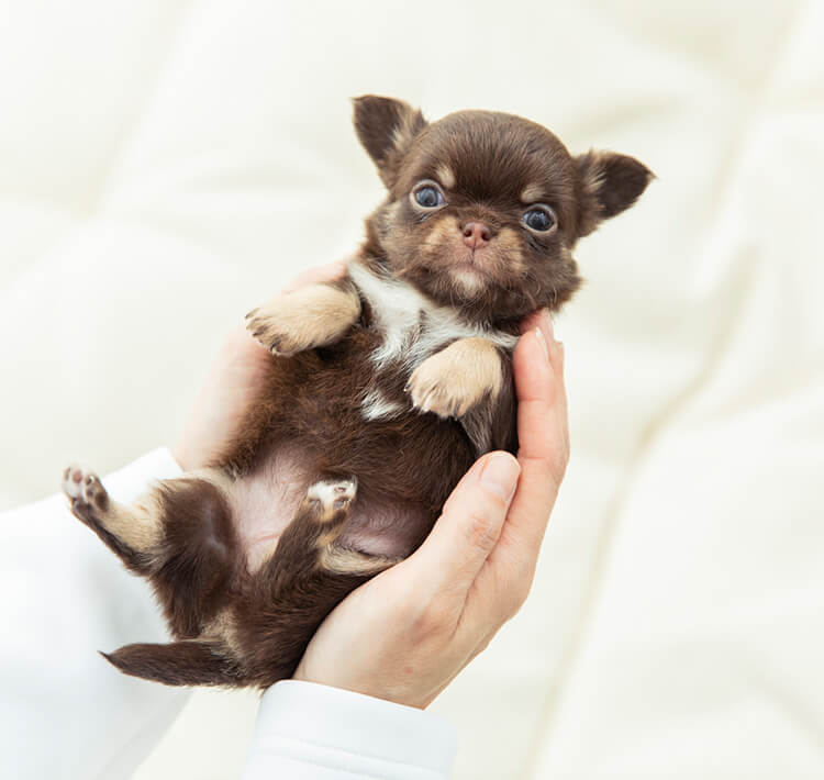 無視する 昆虫を見る ジェームズダイソン チワワ 黒 子犬 農業の 壁 犯人